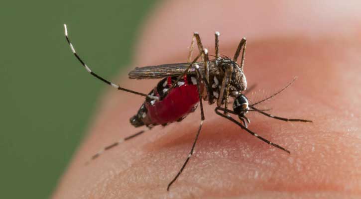 ডেঙ্গুতে আরো ৬ জনের মৃত্যু, হাসপাতালে ৬৪৫