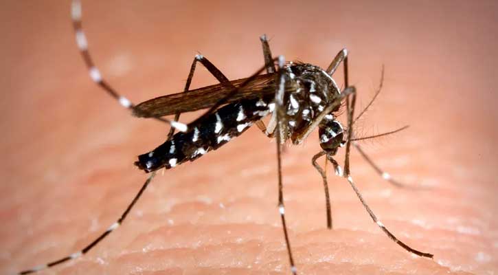 ডেঙ্গুতে আরো ৮ জনের মৃত্যু