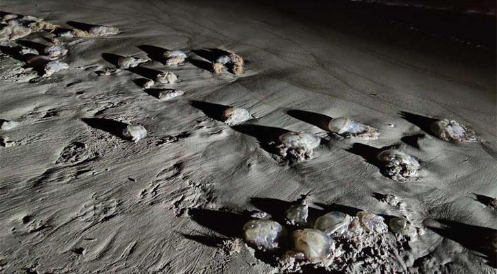 কুয়াকাটায় ভেসে আসছে অসংখ্য মৃত জেলিফিশ