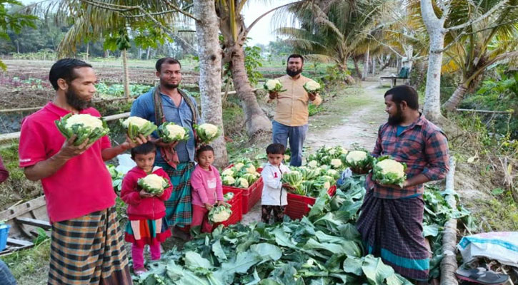 কাঁঠালিয়ায় শীতকালীন সবজি চাষে কৃষকের মুখে স্বস্তির হাসি