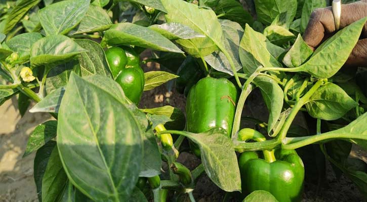 বরিশালে আমেরিকান ক্যাপসিকাম চাষে বিপুল সম্ভাবনা  