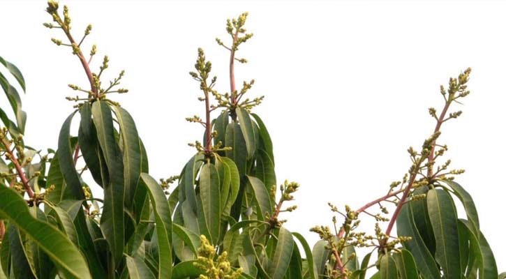 রাজশাহীতে গাছে গাছে মুকুলের সমারোহ, স্বপ্ন দেখছেন আমচাষীরা