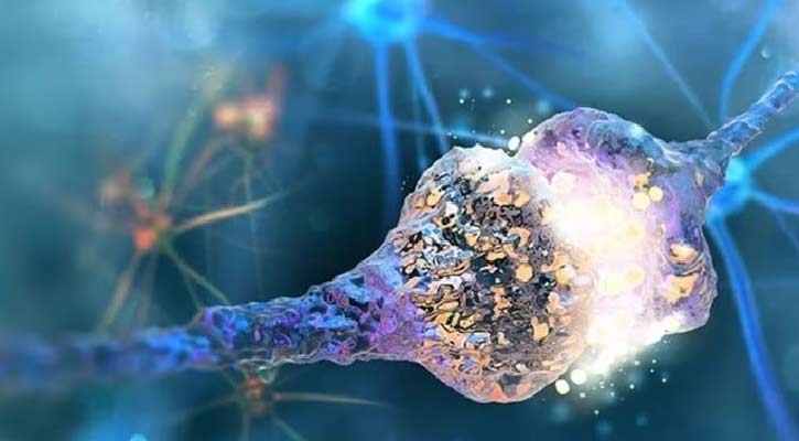 মৃত্যুর ঠিক আগমুহূর্তে মস্তিষ্কে কী ঘটে, জানালেন বিজ্ঞানীরা