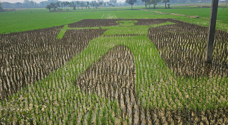 ধানখেতে শহীদ আবু সাঈদের প্রতিকৃতি, প্রশংসিত কৃষক এনামুল