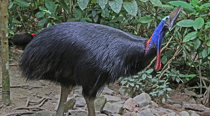 বিশ্বের সবচেয়ে বিপজ্জনক পাখি ক্যাসোওয়ারি, মেরে ফেলতে পারে মানুষকেও 