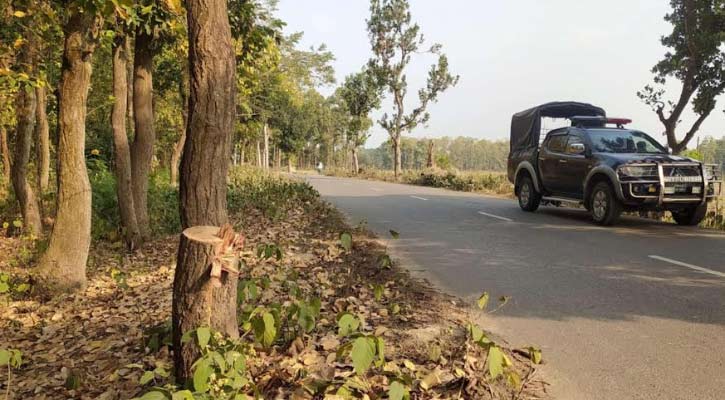 ঘাটাইলে সড়কে গাছ ফেলে ৪ বাসে ডাকাতি, টাকা-মোবাইল ও স্বর্ণালংকার লুট