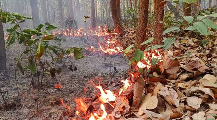 জ্বলছে শেরপুরের পাহাড়, হুমকির মুখে জীববৈচিত্র্য