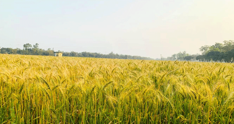 দেবীগঞ্জে গমের বাম্পার ফলন, ন্যায্য দামের আশায় চাষিরা