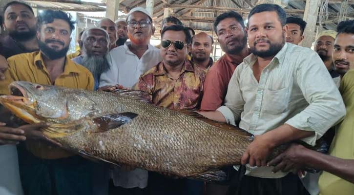 পাথরঘাটায় এক ভোল মাছ বিক্রি হল সাড়ে ৯ লাখ টাকা