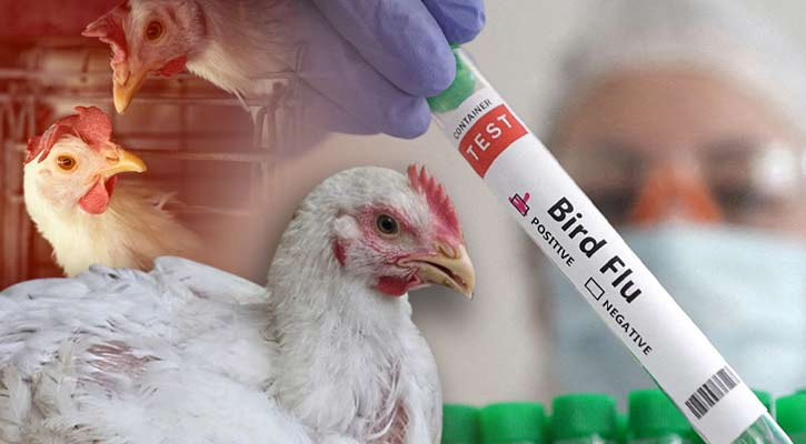 দেশে ফের বার্ড ফ্লু শনাক্ত, প্রায় ২ হাজার মুরগির মৃত্যু
