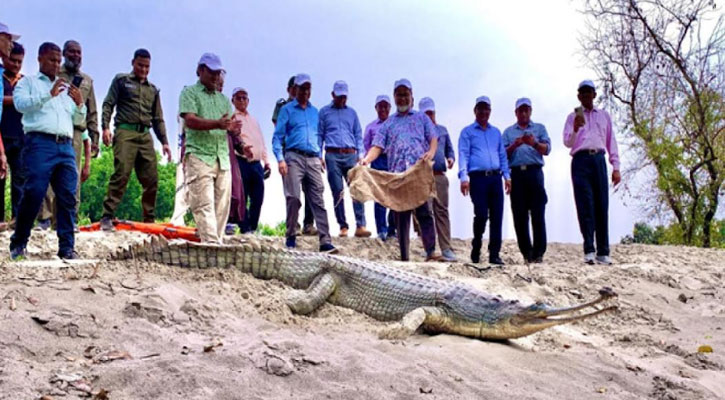 রাজশাহীতে হলো দেশের প্রথম ঘড়িয়াল প্রজনন কেন্দ্র