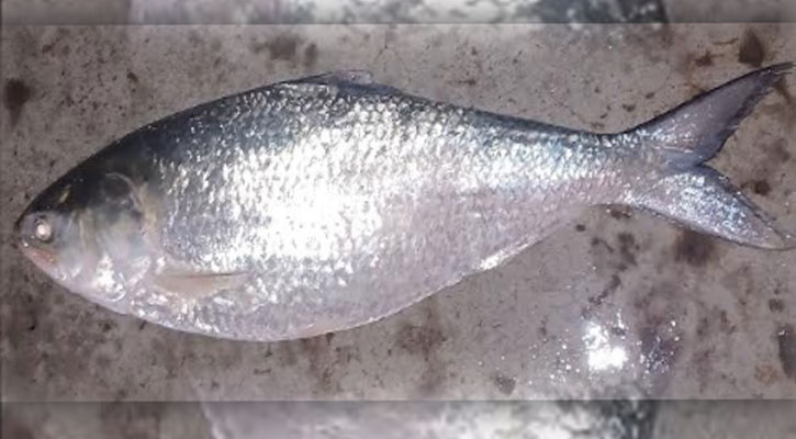 বরগুনায় জেলের জালে আড়াই কেজির ইলিশ, বিক্রি হলো ১৫ হাজারে