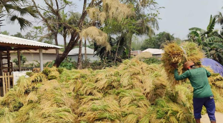 ওয়াকফ সম্পত্তির ধান কেটে নিলেন প্রভাবশালীরা
