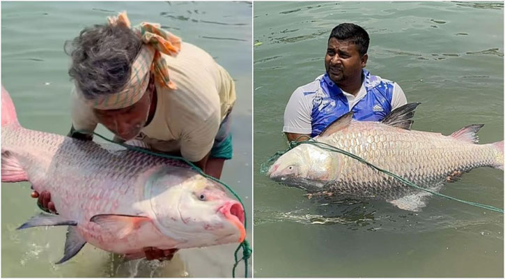 পদ্মায় জেলেদের জালে বিশাল দুই কাতল, বিক্রি ৮২ হাজারে