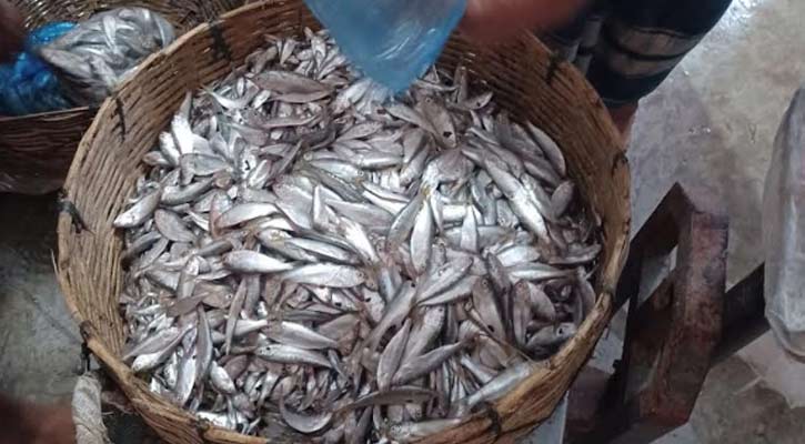 বরগুনায় চাপিলার নামে অবাধে বিক্রি হচ্ছে ইলিশের পোনা, ধ্বংসের মুখে ইলিশ 