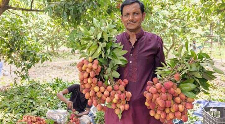 মধ্যপ্রাচ্য ও ইউরোপে রপ্তানি হচ্ছে সোনারগাঁয়ের লিচু
