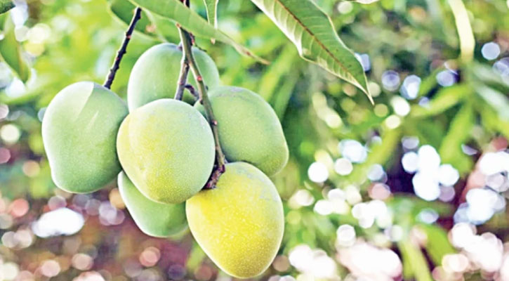 রাজশাহীতে আম পাড়া শুরু ১৫ মে