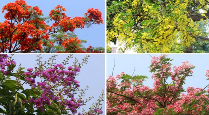 বাহারি ফুলে রঙিন রাজশাহী নগরী, ছড়াচ্ছে মুগ্ধতা 