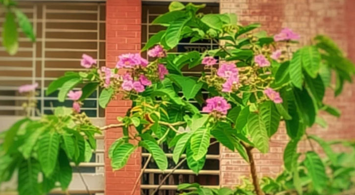 তিতুমীর ক্যাম্পাসে ঋতুর রঙ ছড়াচ্ছে জারুল