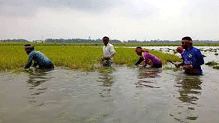 তিস্তার পানিতে ভেসে গেছে কৃষকের স্বপ্ন