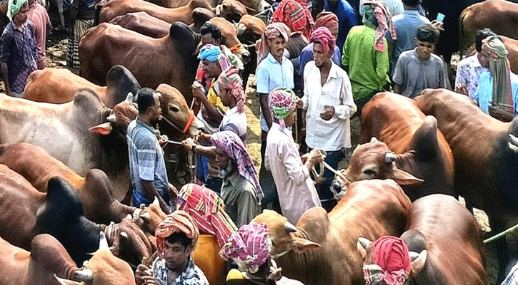 কোরবানি ঈদের আগে জমে উঠেছে চুয়াডাঙ্গার শিয়ালমারী পশুহাট