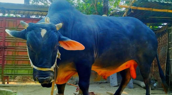 পূর্বধলায় কোরবানির হাটে নজর কাড়বে ২৫ মণের ‘জমিদার’