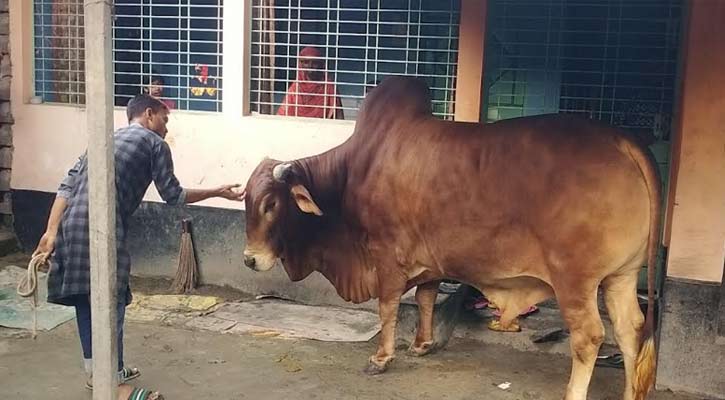 নীলফামারীর কোরবানির হাট কাঁপাচ্ছেন ২২ মন ওজনের মন্টি