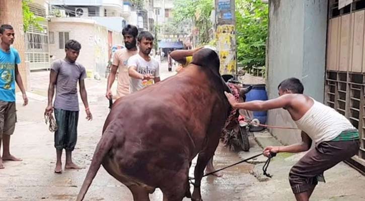 পশু কোরবানি দিতে গিয়ে আহত দুই শতাধিক