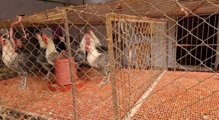 কেজিতে ৩০ টাকা বেড়েছে মুরগির মাংসের দাম, হতাশ মধ্যবিত্তরা