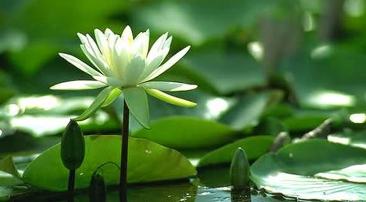 শাপলায় খুঁজে নিন লাইফস্টাইলের নতুন মানে