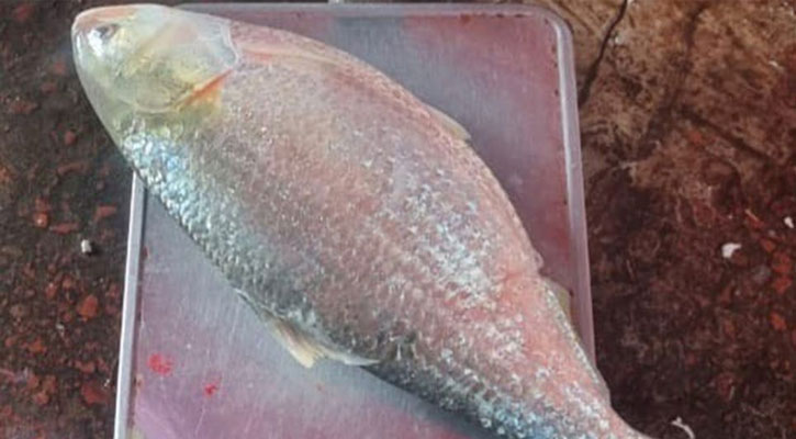 দুই কেজি ৮শ গ্রামের ইলিশ দেখতে ভিড়