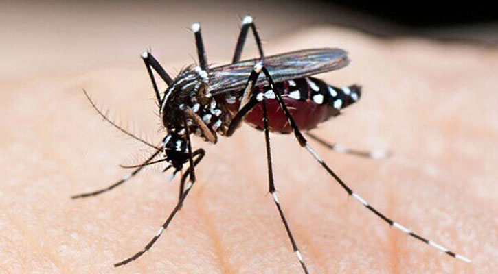 ডেঙ্গুতে ৩ জনের মৃত্যু, হাসপাতালে ভর্তি ৪৪৪