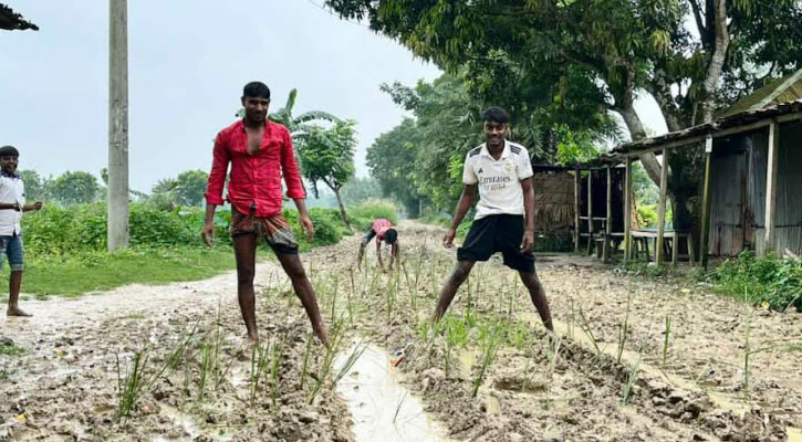 শিলংদহ-গুড়পিপুলে গ্রামীণ সড়কে ধানের চারা লাগিয়ে গ্রামবাসীর অভিনব প্রতিবাদ