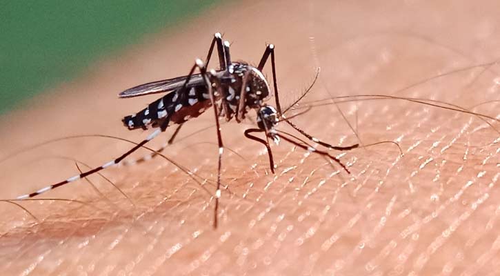 ডেঙ্গুতে মৃত্যু নেই, আক্রান্ত ২৫২ 