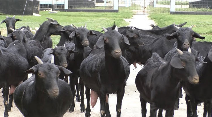 চুয়াডাঙ্গায় গ্রামীণ অর্থনীতিতে নীরব বিপ্লব, ব্ল্যাক বেঙ্গল ছাগল বিক্রিতে আয় কোটি টাকা