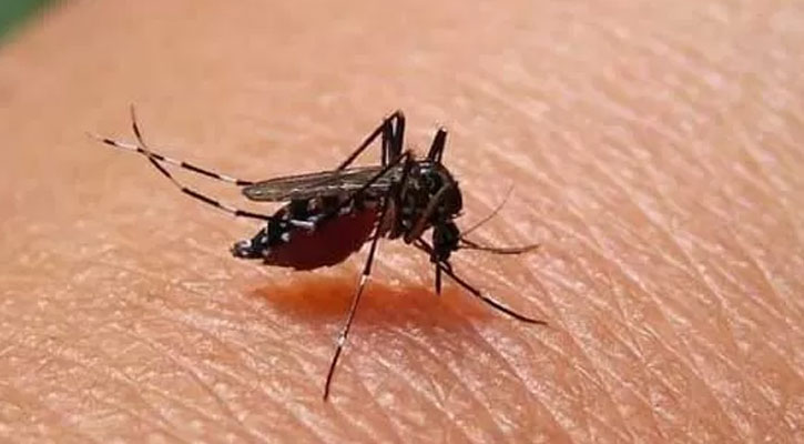 ডেঙ্গুতে মৃত্যু নেই, হাসপাতালে ভর্তি ৪৭০ 