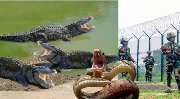 বাংলাদেশ সীমান্তের নদীতে কুমির ও সাপ ছাড়তে চায় ভারত