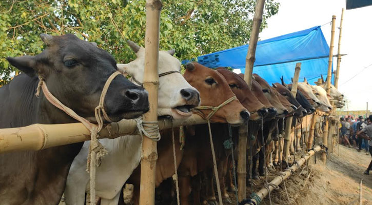 চাঁপাইনবাবগঞ্জে কোরবানির জন্য প্রস্তুত ২ লাখের বেশি পশু