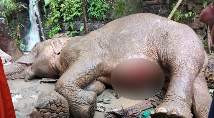 টেকনাফে ভারী বৃষ্টিতে পাহাড় থেকে পড়ে আহত মা হাতি