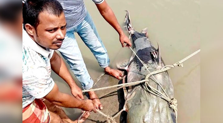 জেলের জালে ৯০ কেজির বাঘাইড়