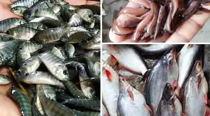 নিম্নবিত্তের নাগালের বাইরে পাঙাশ-তেলাপিয়া, আমিষের জোগান নিয়ে শঙ্কা