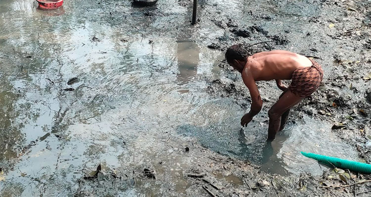 আমতলীতে বিলুপ্তির পথে দেশি প্রজাতির মাছ