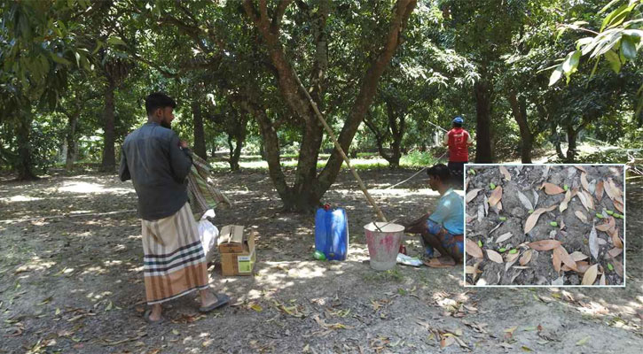 তাপপ্রবাহে মাগুরায় ঝরে পড়েছে লিচুর গুটি