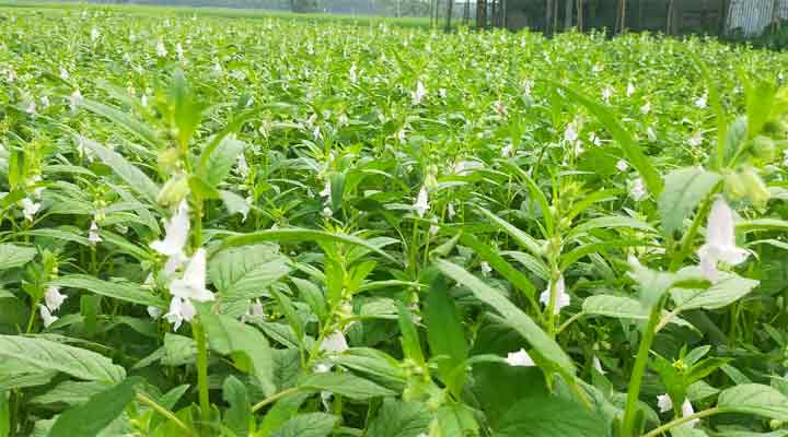 তিল ক্ষেতে শুধু ফুল আর ফুল, সাদা ফুলের সৌন্দর্যে মুগ্ধ সবাই 