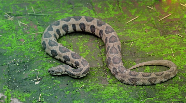 এবার রাজধানীতে রাসেল ভাইপার আতঙ্ক