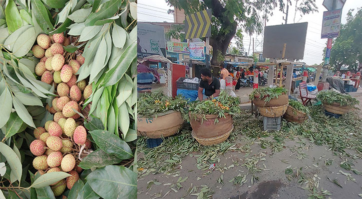 চুয়াডাঙ্গার বাজা‌রে অপরিপক্ক লিচুতে সয়লাব