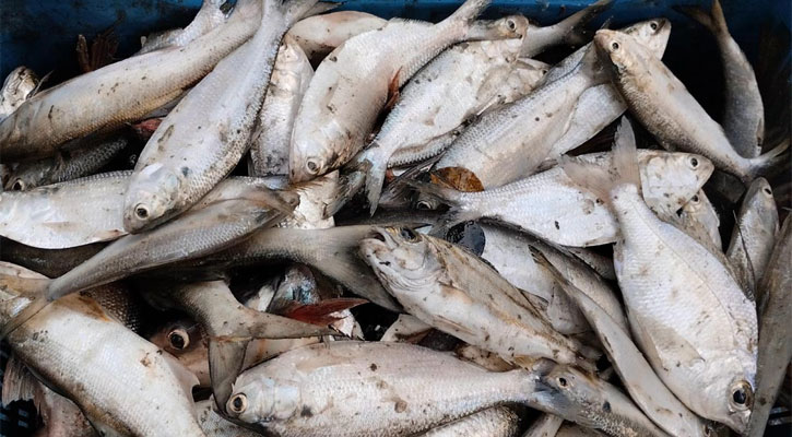 পুকুরে মিলল ১০ কেজি রুপালি ইলিশ