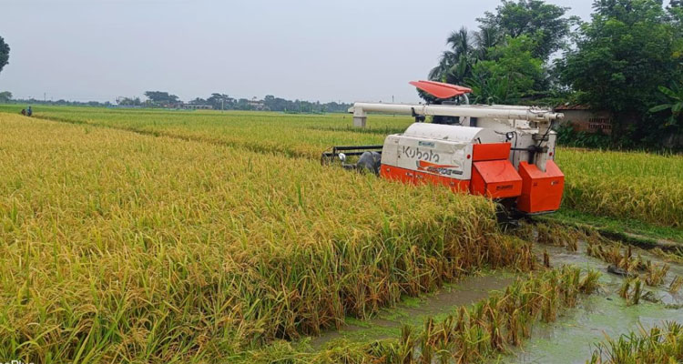 সাতক্ষীরায় কৃষকের মুখে আউশের হাসি