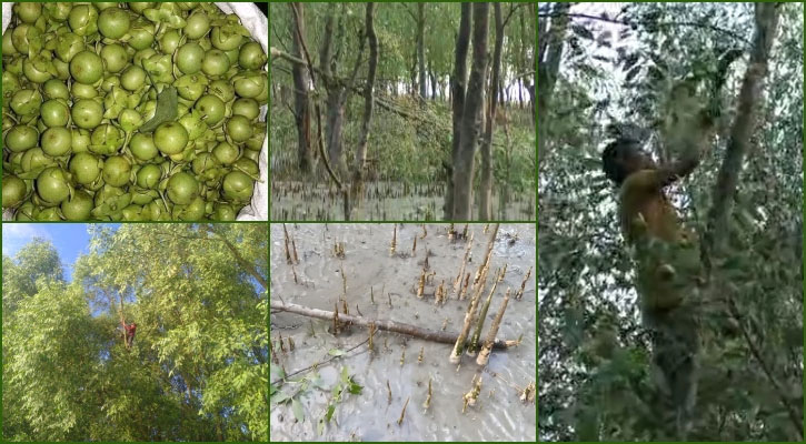 কেওড়া ফল সংগ্রহের নামে গাছ কেটে বন উজাড়   