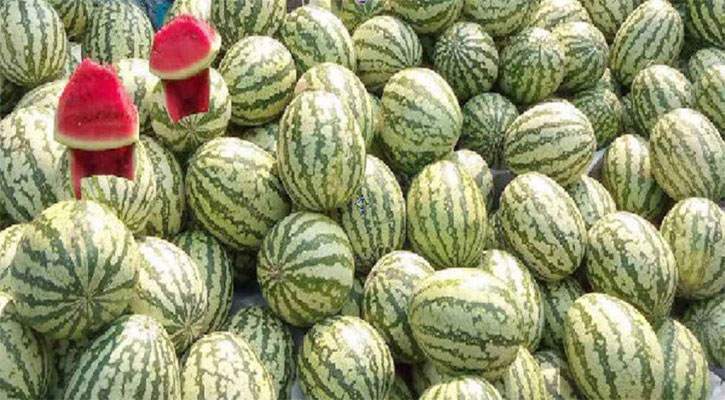 রাজধানীর ৫ জায়গায় কৃষকের দামে মিলবে তরমুজ